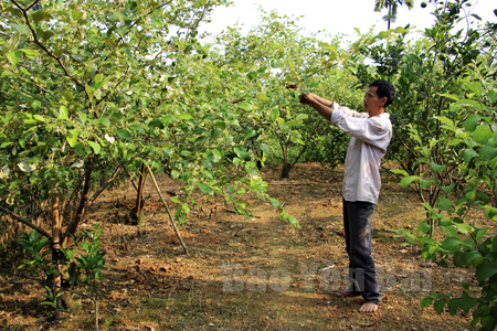 Ông Nguyễn Trung Thành chăm sóc vườn táo.
